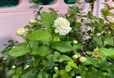 Çitin kenarına dikilen Arap yasemin çiçekleri beyaz ve güzel kokuludur. Anneler Günü sembolü olarak kullanılır, aromaterapi endüstrisinde kullanılır. Çay ve aromalı çay yapmak için kullanılır..  