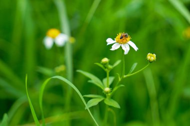 Bibialba 'da arılar var. Yol kenarında yetişen, rüzgara karşı duyarlı, özgürlükle dolu aşka kıyasla, çimen çiçeğidir. yumuşak ve seçici odaklanma.                               