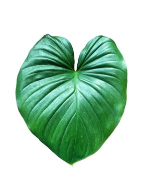 Kupa Kralı beyaz bir arkaplanda bırakır. Yapraklar sivri uçlu kalp şeklinde. Yaprak tabanı derin bir çukurdur ve kenarları pürüzsüz ve parlak yeşildir..