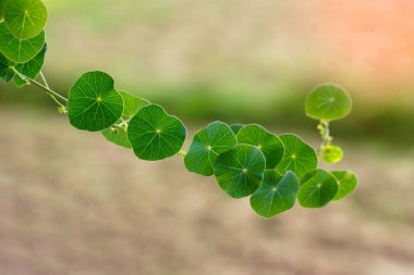 Stephanie Erecta 'nın yaprakları centella asiatikadır. Yeraltı yumrusu olan bitkisel bir bitki. Topraktan fırlayan bir kafası var, çok yüksek değil ve acı bir tadı var..                                