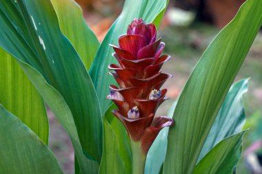 Curcuma sessilis Gage otçul bir bitki. Çiçekler dar buketlerde, daha düşük silindirik bir buket oluşturuyorlar, çiçekler doğumdan sonra kadınların endometritlerinin tedavisine yardımcı oluyor..                                