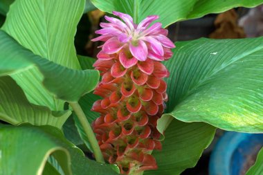 Curcuma sessilis Gage is a herbaceous plant. The flowers are in tight bouquets, forming a lower bouquet, cylindrical shape, Flowers help cure endometritis for women after childbirth.                                 clipart