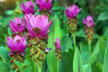 Curcuma sessilis Gage is a herbaceous plant. The flowers are in tight bouquets, forming a lower bouquet, cylindrical shape, Flowers help cure endometritis for women after childbirth.                                 clipart