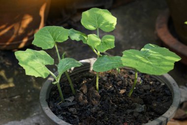 Topraktan çıkan kabak filizleri büyümeye ve meyve vermeye hazır küçük ve güçlü filizlerdir. Yumuşak ve seçici odak.                               