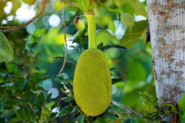 Jackfruit çok yıllık bir bitkidir. Yaralı olduğunda gövde ve dalların kalın beyaz lateksleri vardır. Meyve büyük bir meblağ, olgunlaşmamış meyve, yeşil kabuk, kör dikenler..                                