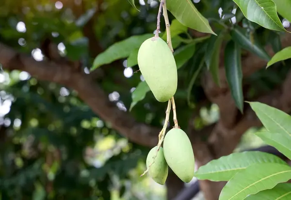 stock image bunch of young mangoes on the tree. Soft and selective focus.                               