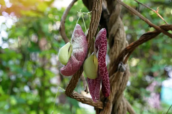 stock image Aristolochia gigantea or Giant Dutchman's Pipe, an ornamental plant native to Brazil. It is a climbing plant with a distinctive feature of large, beautiful red flowers.                               