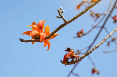 Kırmızı pamuk ağacı uzun ömürlü bir bitkidir. Dalların sonunda çiçekler açarlardı. Tek çiçekler büyük ve kırmızı ve turuncu olarak kümelenmiş. Çiçeğin tabanı katı bir kap ya da kaliks gibi birbirine yapışmış..                               