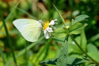 Kelebekler, yol kenarında yetişen bir ot olan Bibialba 'ya inerler. Ekosistemde yaşayan canlıların ilişkisi Protoişbirliği. Kelebekler yiyecek alır ve otlar tozlanır..                               