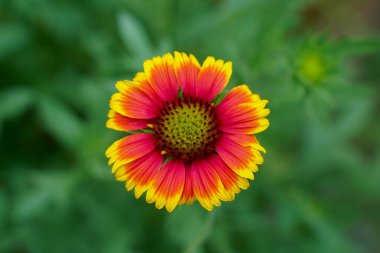 Bir çiftçinin eli, tarladaki pirinç bitkilerine yapışan altın elma salyangoz yumurtalarına işaret eder. Pembe renkteler ve 23 inç uzunluğunda gruplar halinde birbirlerine yapışmışlar. Her grup güzel bir sırayla dizilmiş küçük yumurtalardan oluşur..                                 