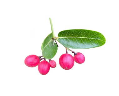 Carandas-Plum 'dan izole edilmiş beyaz bir arka plan. Kırmızı renkli olan, bir çeşit tıbbi meyvedir. Olgun meyvenin tadı tatlı ve yumuşaktır. Demir ve C vitamini bakımından yüksek..