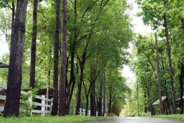 Yağmur mevsiminde orman parkının girişinin her iki tarafındaki ağaçlar yağmur suyuyla ıslaktır. Çevredeki yeşil ağaçlar ferahlatıcı görünüyor..                                