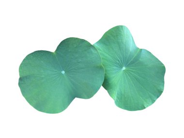 Beyaz zemin üzerinde yeşil sulu zambak yaprağı, kırpma yolu ile izole.