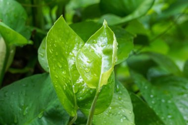  Genç yapraklara yağmur damlaları, güzel yeşil yapraklar, yağmurdan sonra ferahlatıcı.                              