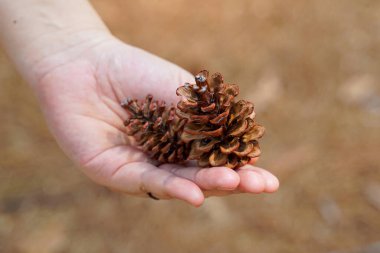 Pinus merkusii 'nin kurumuş meyveleri ve kuru yaprakların arka planı. Meyveye koni denir. Etrafında pullar olan uzun bir koni. Olgun olduğunda yeşil ve kahverengidir..                                