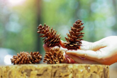 Elinde Pinus Merkusii 'nin kurumuş meyvesi, arka planında kuru kütük ve ağaçların yeşili var. Meyveye koni denir. Etrafında pullar olan uzun bir koni. Olgun olduğunda yeşil ve kahverengidir..                               