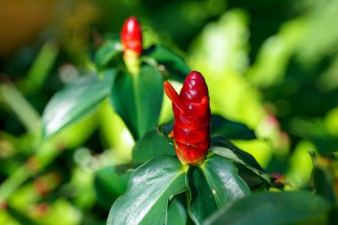 Costus Woodsonii, Costus Specosus otçul bir bitkidir. Bir buket çiçek tomurcuklardaki yapraklar birbirini örtüyor. Yapraklar bir tüp ya da tüp şeklinde birbirine kaynaklanır..                           