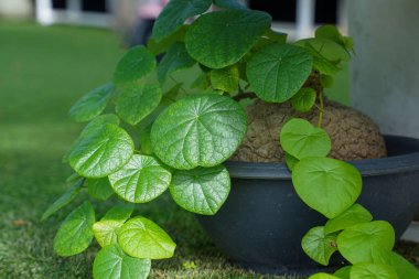 Stephanie Erecta yeraltı yumrusu olan bitkisel bir bitki. Topraktan fırlayan bir kafası var, çok yüksek değil ve acı bir tadı var. Centella asiatica gibi yapraklar.                              