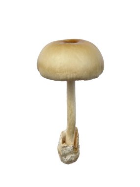 Beyaz arka planda izole edilmiş Amanita prensleri. Yenilebilir bir mantar. Kapak oval, sonra ters bir tava şeklinde düzleştirilmiş, pürüzsüz, beyaz bir yüzeye dönüşüyor. Sapı silindirik..