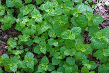 Peperomia pellucida otçul bir bitkidir. Yeşil sulu kökler ve dallar kırılgandır ve kolayca kırılır. Yapraklar tek, kalp şeklinde..                               