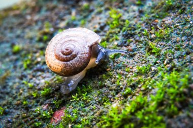 Kripto siamensis, akciğerlerini kullanarak nefes alan bir kara salyangozu. Aynı vücutta iki cinsiyet vardır. Çoğu melezleşir. Tayland 'ın dört bir yanına dağılmış olarak bulundu..                               