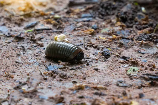 stock image Pill millipede has a fat appearance. When startled, it curls up into a ball like a bullet and lives in wet places or rainforests. Eat rotting plant scraps as food.                               