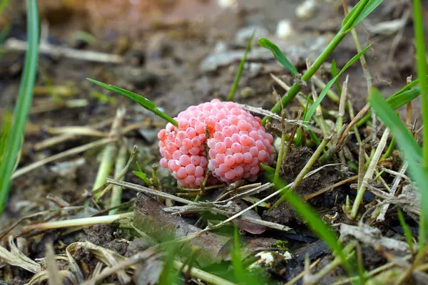 stock image A farmer's hand points out Golden apple snail eggs clinging to rice plants in the field. They are pink and stuck together in groups 23 inches long. Each group consists of small eggs arranged in a beautiful order.                                 