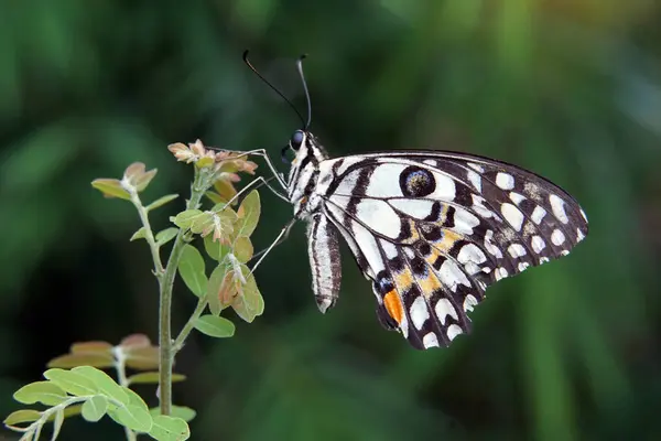 stock image The Lime Butterfly sits on the young shoots of the plant. Its wings are colorful and beautiful.                               