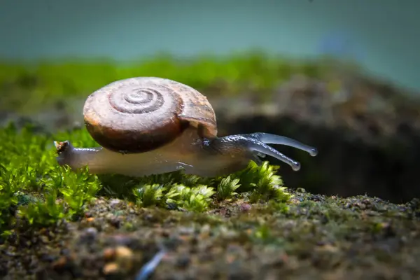 stock image Cryptozona siamensis is a land snail that breathes using lungs. There are two genders in the same body. Most will cross breed. Found scattered throughout every region of Thailand.