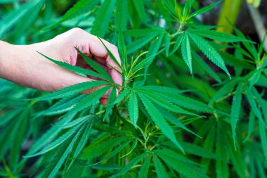 Elleri kenevir yaprağı tutan eller, tıbbi kullanım için yeterince eski olan yaprakların kalitesini kontrol etmek için. Yumuşak ve seçici odak.                               