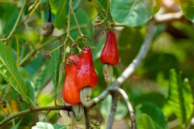 Bahçedeki kaju ağaçları olgun, parlak kırmızı meyvelerle doluydu. Meyve gül elması ya da armut gibi görünüyor. Meyvenin sonunda böbrek şeklinde bir tohum var..                                