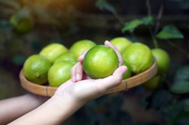 Bahçe alanlarından kireç topluyor ve pişirmek için bambu sepetlerine koyuyorlar. Yumuşak ve seçici odak.                                  