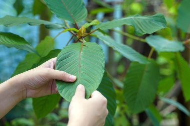 Kratom veya Mitragyna Specosa 'nın yapraklarını tutan tıbbi bir bitkidir. Her çeşitlilik yaprak damarlarının renginde farklıdır. Tayland 'da kırmızı kök çeşitleri bulunur..                               