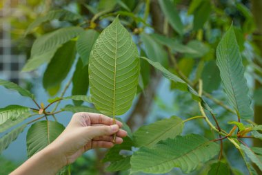 Kratom veya Mitragyna Specosa 'nın yapraklarını tutan tıbbi bir bitkidir. Her çeşitlilik yaprak damarlarının renginde farklıdır. Tayland 'da kırmızı kök çeşitleri bulunur..                             
