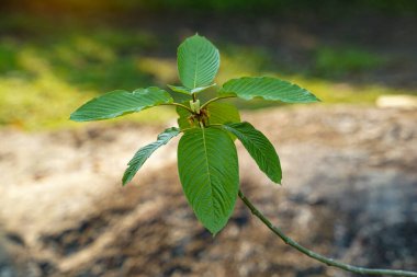 Kratom tıbbi bir bitki. Bilimsel adı Mitragyna speciosa (Roxb.) Korth. Her çeşitlilik yaprak damarlarının renginde farklıdır. Tayland 'da kırmızı kök çeşitleri bulunur..                               