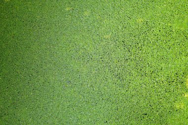 Ördek otunun yeşil arka planı yüzen küçük bir bitkidir. Besin ve organik madde açısından zengin olan durgun suda büyür ve çoğalır..                               