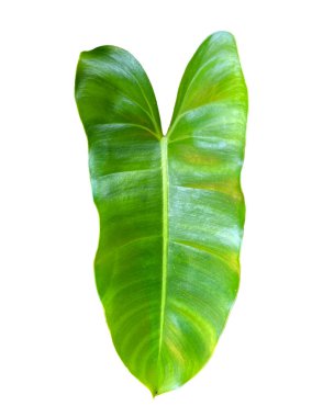 Beyaz arkaplanda Philodendron Burle-Marxii yaprakları var. Yaprağın ucu ince ve sivri, taban kalp şeklinde, ve yaprağın kenarı ince ve temiz bir zarla.