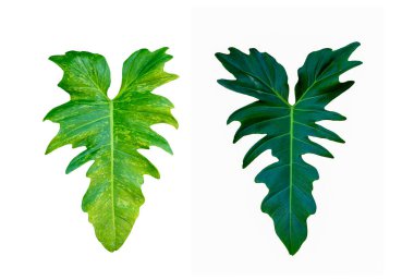 Beyaz arkaplan üzerinde Philodendron Angela ve Philodendron minarum izole yaprakları