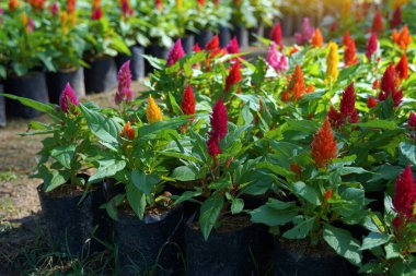 Celosia flower seedlings It has hairy bracts. Stacked tightly in many layers, there are many colors such as red, orange, pink, yellow. The flowers are small with 5 petals, thin like paper.                                clipart