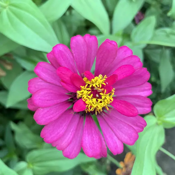 Pembe zinnia çiçeklerine yakın çekim. Çiçekler kümeler halinde çıkar. Dış yapraklar paralel kenar şeklinde ve pembe. Yapraklar bir tüp şeklinde sarıdır..