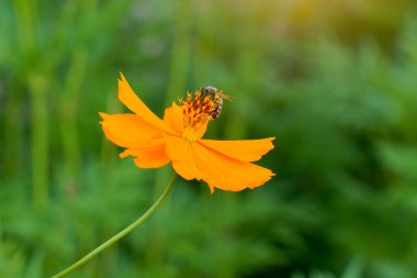 Sarıda nektar emen bir arı yakın plan Meksika Aster çiçekleri. Yumuşak ve seçici odak.                               