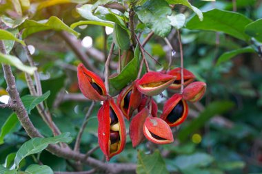 bunch of Sterculia monosperma grows together in groups, red, round shape, hard shell with soft hairs, slightly curved fruit tip. The mature fruit will split along the side. The seeds are brown.                                clipart