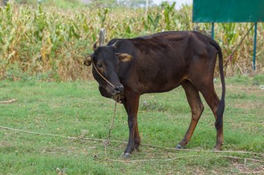 Tayland 'a özgü sığırlar, yetiştirilmesi kolay sığırlardır. Küçük gövde, kırmızı, siyah, kahverengi, küçük kambur, ince boyun çiğ, göbeğinin altında deri yok..                               