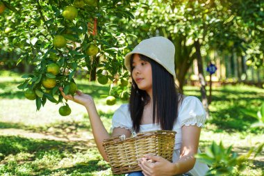 Taylandlı kadın turistler, Kuzey Tayland 'da organik bir portakal çiftliğinde portakal pozu veriyorlar. Bu pozlar turistlerin meyve bahçesinden istedikleri gibi portakal toplamalarına olanak sağlıyor..                               