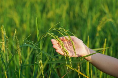 Bir el, hasat edilmek üzere olan altın sarısı bir pirinç kulağını tutuyor. Hasat zamanı pirinç tarlalarının altın sarısı çok güzeldir..                                 