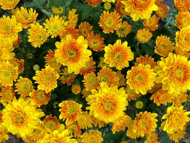 top view of orange chrysanthemums, flowers are often given to lovers. Soft and selective focus. clipart