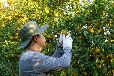 Bahçıvanlar hasat etmeden önce ağaçlardaki portakalları tutmak için beyaz eldiven giyerler. Yumuşak ve seçici                                