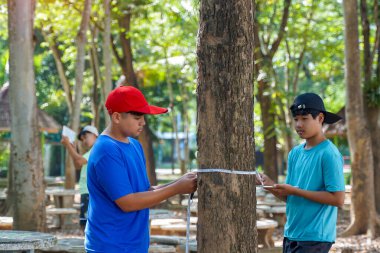 Bir grup çocuk bir mezura ile ağacın çevresini ölçtü. Ağaçların karbon depolama verilerini hesaplamak için not alın..                                
