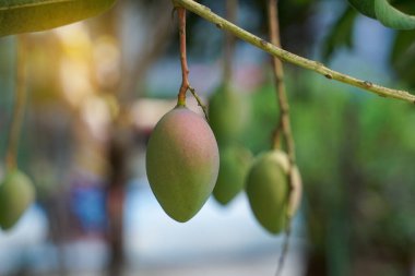 Ağaçta bir sürü genç mango var. Yumuşak ve seçici odak.                               