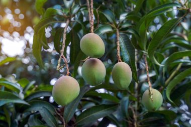 Ağaçta bir sürü genç mango var. Yumuşak ve seçici odak.                               